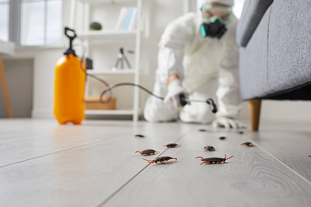 Commercial Rodent Management in St. David